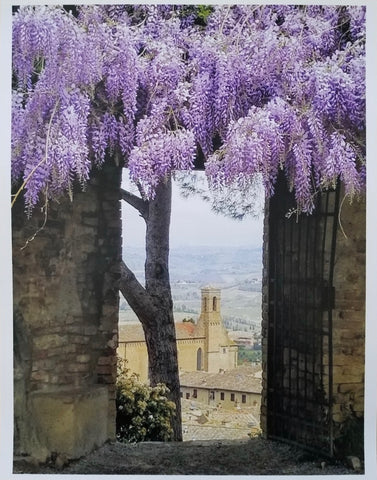 Photos of Italy- Wisteria, San Gimignano